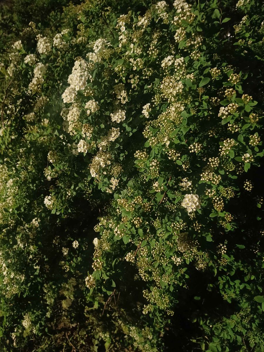 Vanhoutte Spirea - whole_01.png