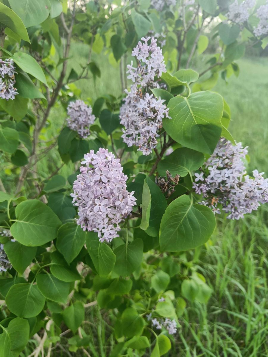 Common Lilac