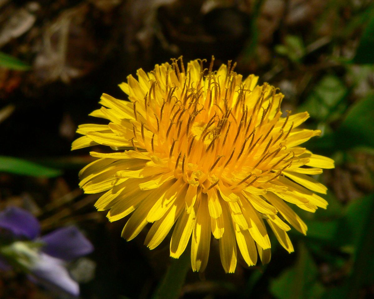 Common Dandelion