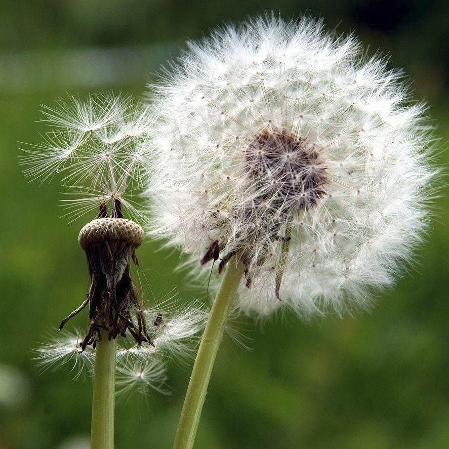 Common Dandelion - fruit_01.png