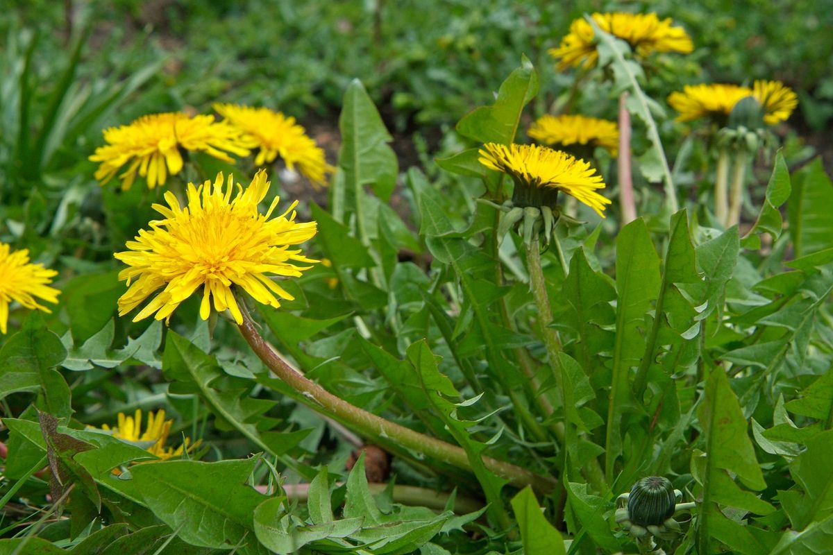 Common Dandelion - whole_01.png