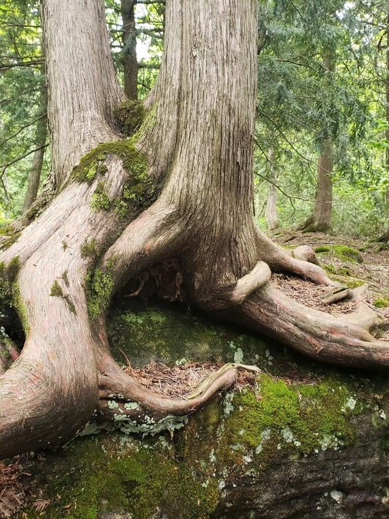 Eastern White Cedar