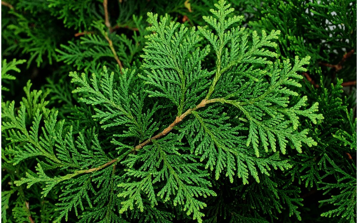 Eastern White Cedar - leaf_01.png