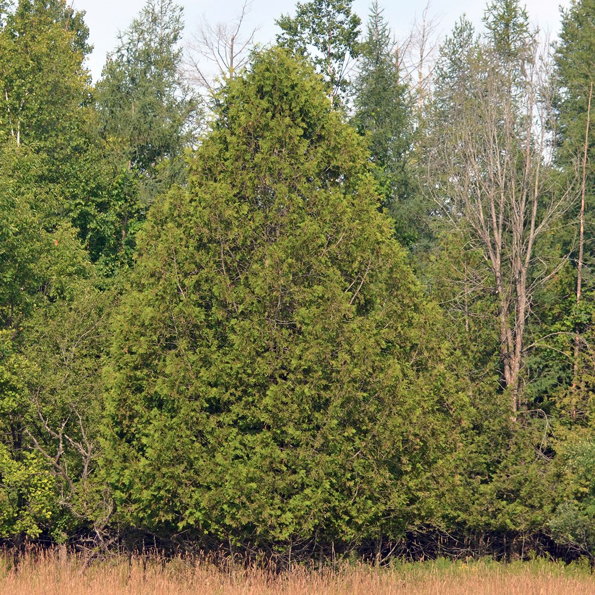 Eastern White Cedar - whole_01.png