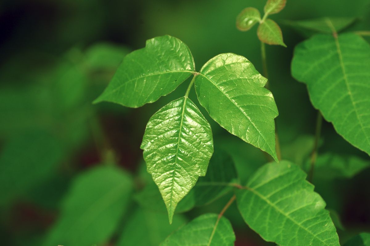 Eastern Poison Ivy