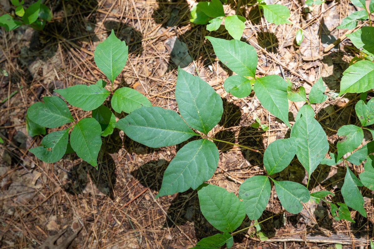 Eastern Poison Ivy - whole_01.png