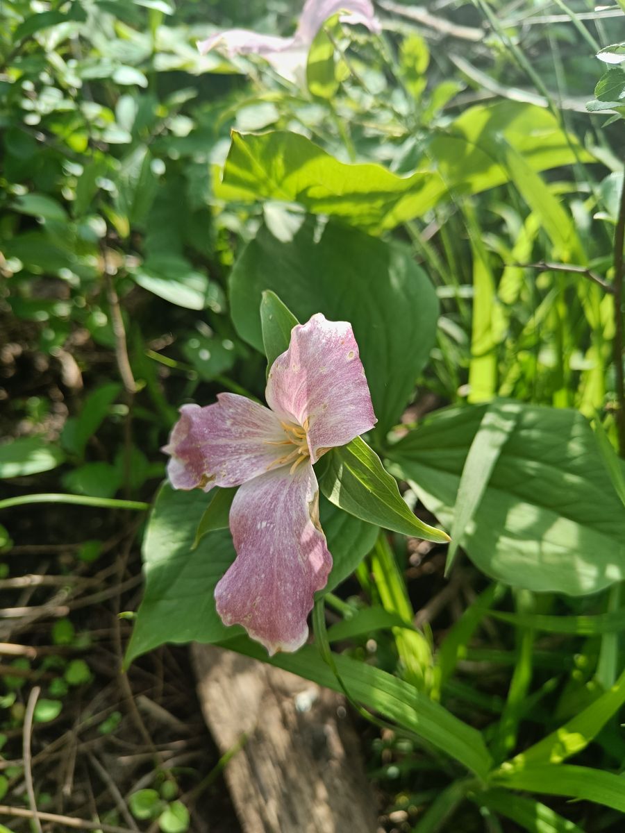 Great White Trillium