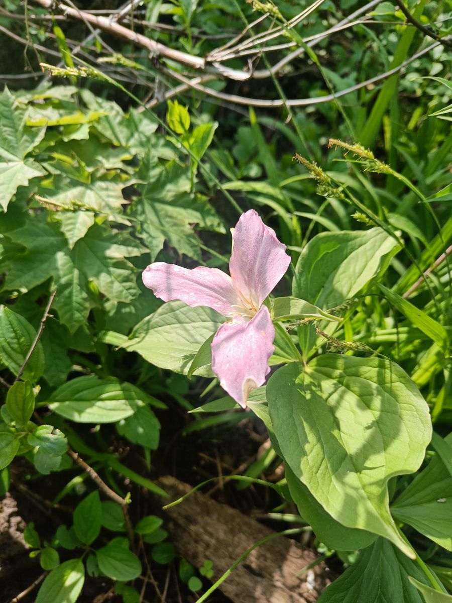 Great White Trillium - whole_02.jpg