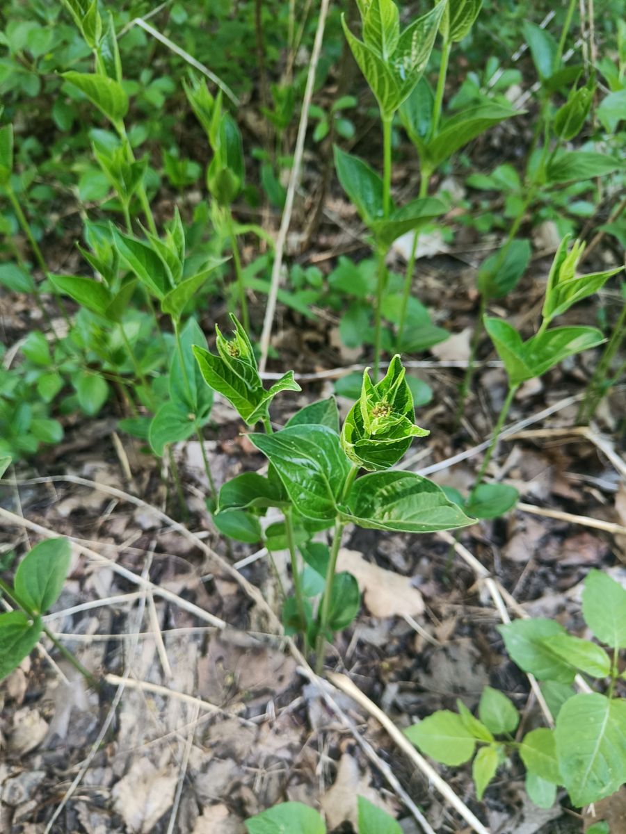 Dog-strangling Vine