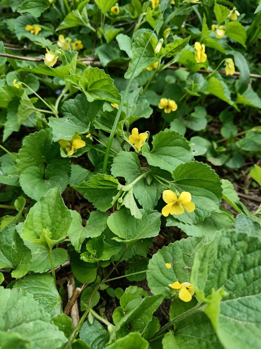 Downy Yellow Violet