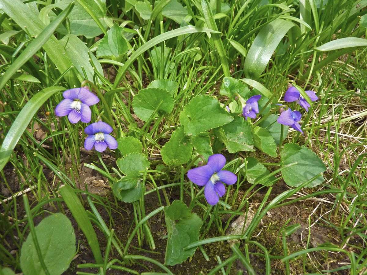 Common Blue Violet